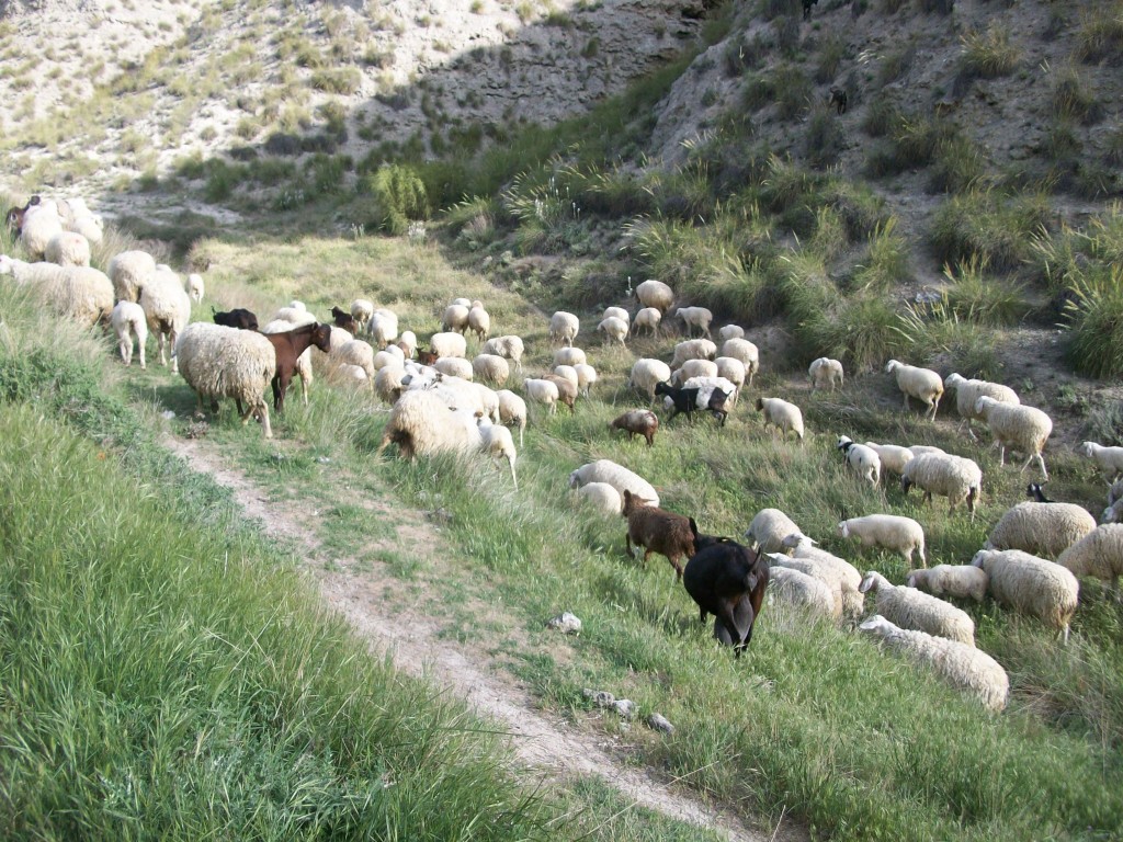 A menudo las ovejas y cabras pasatan en la cercana charca.